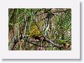 Pine Warbler