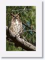 The female Great Horned Owl was sunning high up in the tree behind the nest tree