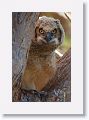 The remaining Great Horned Owl chick on nest tree near North Beach shelter 6 in morning light