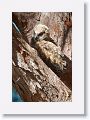 The remaining Great Horned Owl chick on nest tree near North Beach shelter 6 in morning light