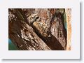 The remaining Great Horned Owl chick on nest tree near North Beach shelter 6 in morning light