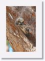 The remaining Great Horned Owl chick on nest tree near North Beach shelter 6 in morning light