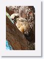 The remaining Great Horned Owl chick on nest tree near North Beach shelter 6 in morning light