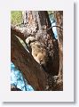 The remaining Great Horned Owl chick on nest tree near North Beach shelter 6 in morning light