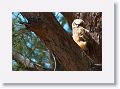 The remaining Great Horned Owl chick on nest tree near North Beach shelter 6 in morning light