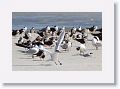 Royal Tern landing