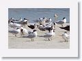 Royal Terns and Black Skimmers