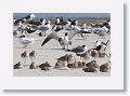 Mating laughing gulls