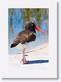 American Oystercatcher