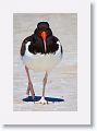 American Oystercatcher