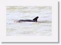 Bottlenose Dolphin off of Gulf Pier at Ft Desoto