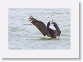 Brown Pelican off of Gulf Pier at Ft Desoto