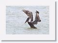 Brown Pelican off of Gulf Pier at Ft Desoto