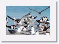 Black Skimmers and Royal Terns