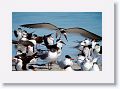 Black Skimmers and Royal Terns