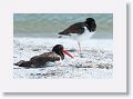 American Oystercatcher