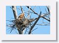 A Great Horned Owl chick in a nest along East Beach