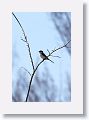 A Loggerhead Shrike near its nest on North Beach