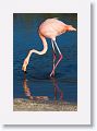 American Flamingo