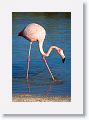 American Flamingo