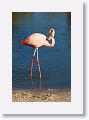 American Flamingo