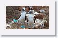 Blue-footed Boobies, a different male moves in for the dance