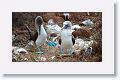 Blue-footed Boobies, a different male moves in for the dance