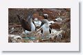 Blue-footed Boobies, a different male moves in for the dance