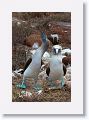 Blue-footed Boobies, a different male moves in for the dance