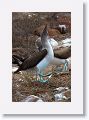 Blue-footed Boobies, a different male moves in for the dance