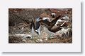 Blue-footed Boobies, a different male moves in for the dance