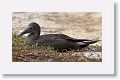 Juvenile (1st year) Blue-footed Booby