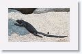 Galapagos Land Iguana, female