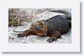 Galapagos Land Iguana, male