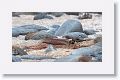 Ruddy Turnstone picking through bloody sand from a recent Galapagos Sea Lion birth