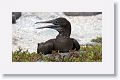 Juvenile (1st year) Blue-footed Booby