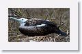 Great Frigatebird chick