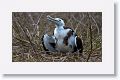 Great Frigatebird chick