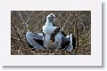 Great Frigatebird chick