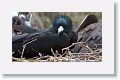 Great Frigatebird, male