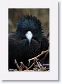 Great Frigatebird, male