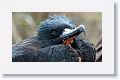 Great Frigatebird, male