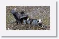 Magnificent Frigatebirds, a female feeding her chick