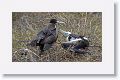 Magnificent Frigatebirds, a female feeding her chick