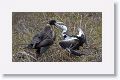 Magnificent Frigatebirds, a female feeding her chick