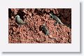 Brown Noddy and Marine Iguanas