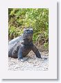 Marine Iguana