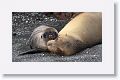 Galapagos Sea Lions, pup and cow