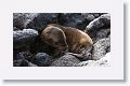 Galapagos Sea Lion pup discovering its back flipper