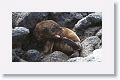 Galapagos Sea Lion pup discovering its back flipper